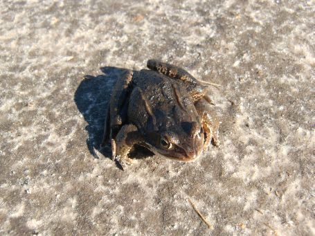 De Peel : NSG Mariapeel, Grasfrosch ( Rana temporaria )